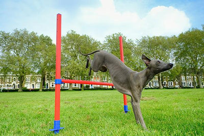 Rosewood Agility Hurdle