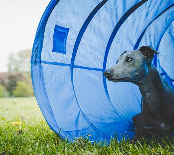 Rosewood Agility Tunnel - Ormskirk Pets