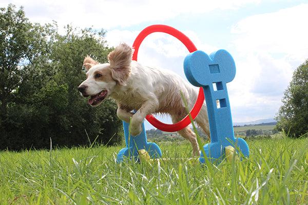 Rosewood Small Dog Hoop - Ormskirk Pets