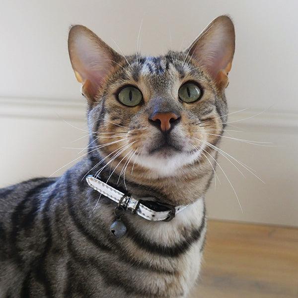 Rosewood Designer silver cat collar - Ormskirk Pets