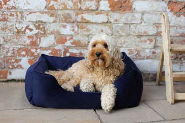 40 Winks  Velvet Navy Dog Bed