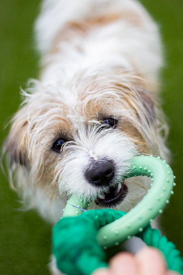 Rosewood Battersea Rope and Rubber Ring - Ormskirk Pets