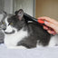 Rosewood Soft Protection Cat Brush - Ormskirk Pets