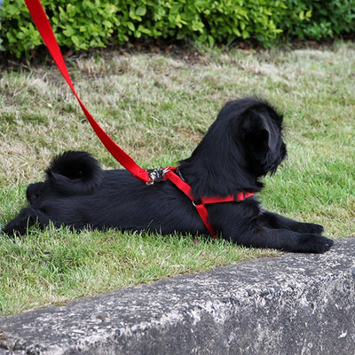 Rosewood Soft Protection Classic Harnesses Red