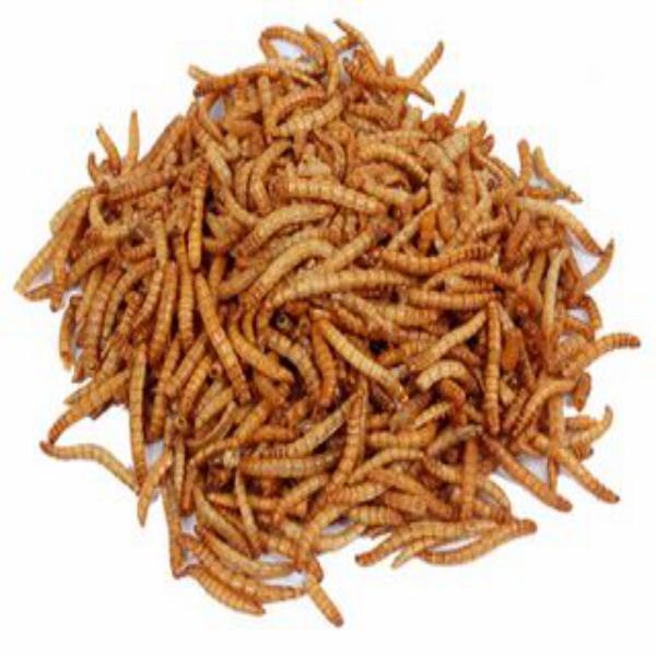 Harrisons Mealworms Bulk 12.55kg - Ormskirk Pets