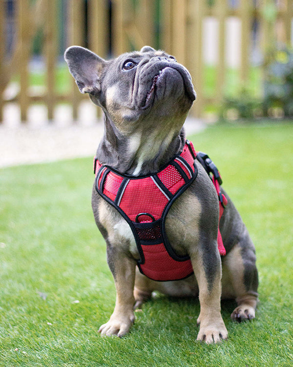 Rosewood Reflective Range Reflective Harness Red