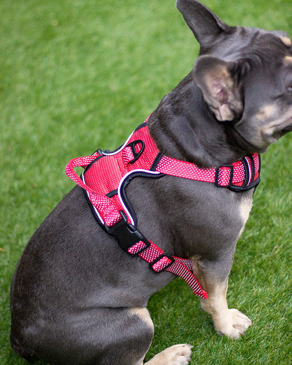 Rosewood Reflective Range Reflective Harness Red