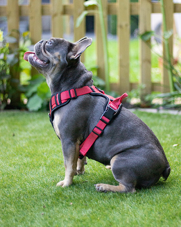 Rosewood Reflective Range Reflective Harness Red