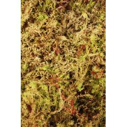 Komodo Habitat Moss - 1.5LTR - Ormskirk Pets