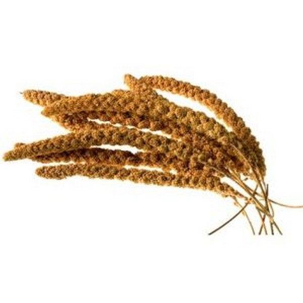 Millet Sprays Approx 10 Inch 15kg - Ormskirk Pets