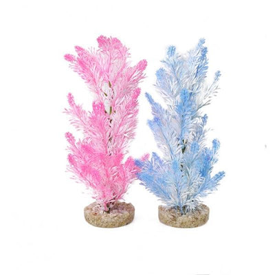 Rosewood Ice Colour Plants - Ormskirk Pets