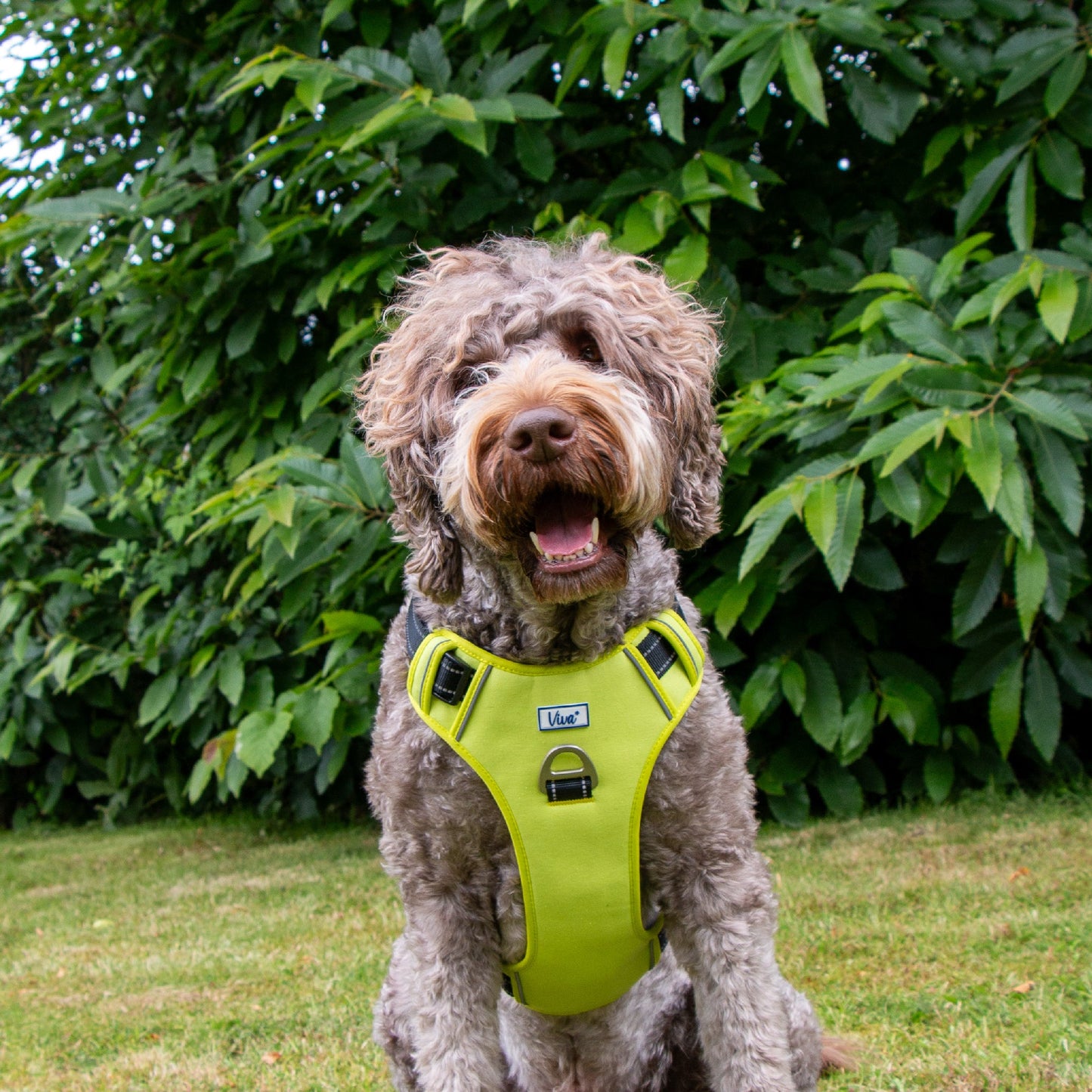 Ancol Viva Travel Harness Lime