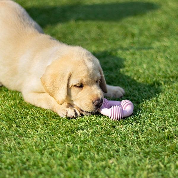 Rosewood Puppy Teether Shapes - Ormskirk Pets