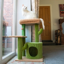 Ancol Desert Cactus Cat Bed