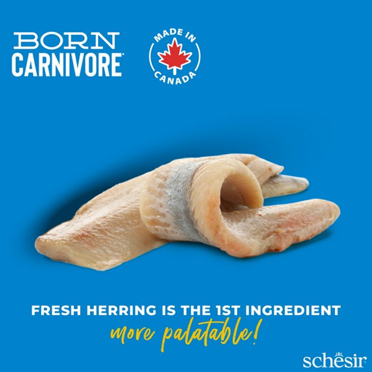 Schesir Dry Born Carnivore Herring & Salmon Adult 1.25Kg