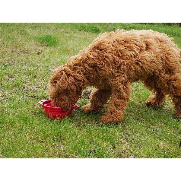 Rosewood Collapsible Travel Bowl - Ormskirk Pets