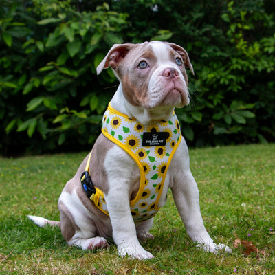 Ancol Sunflower/Yellow Check Reversible Harness