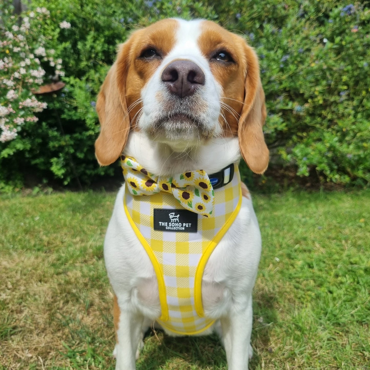 Ancol Sunflower/Yellow Check Reversible Harness