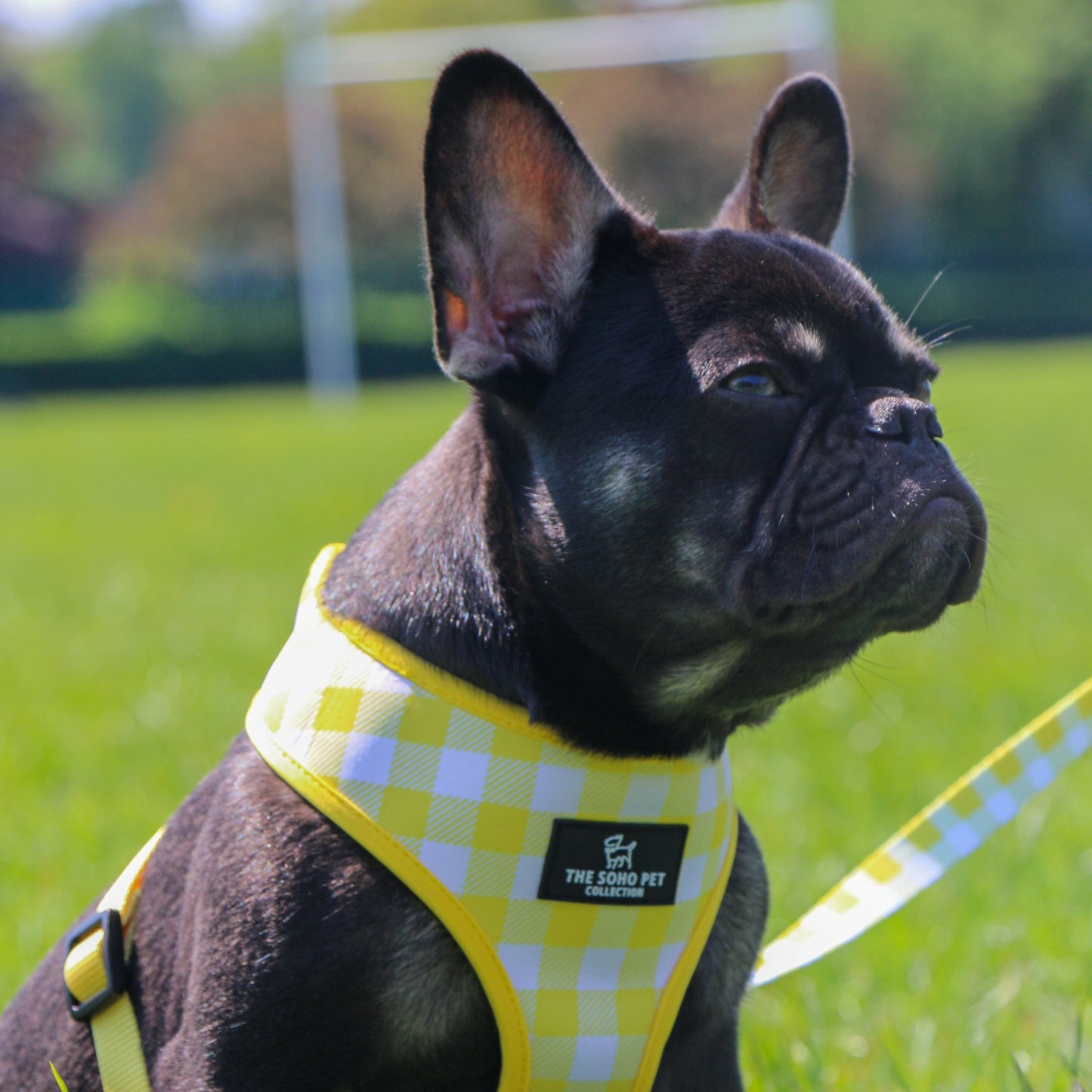 Ancol Sunflower/Yellow Check Reversible Harness