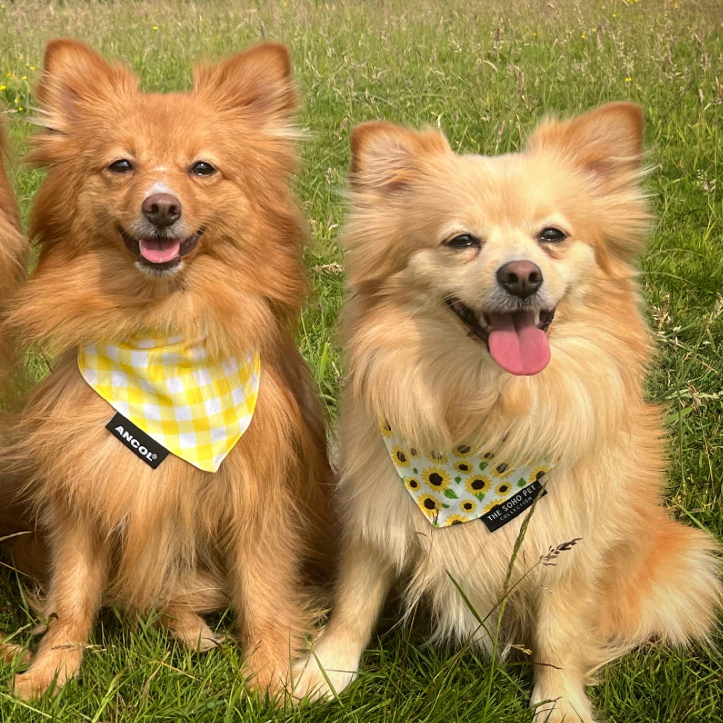 Ancol Sunflower/Yellow Check Patterned Bandana 2 per pk