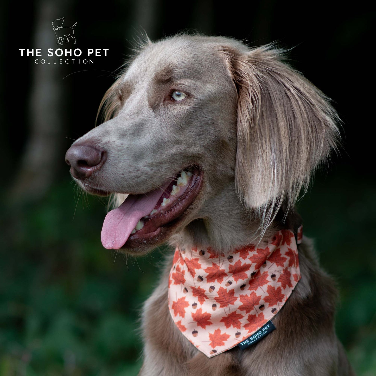 Ancol Maple Leaf/Woodland Patterned Bandana (2 per pack)