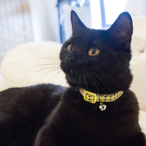 Happy Pet Little Rascals Kitten Collar Yellow