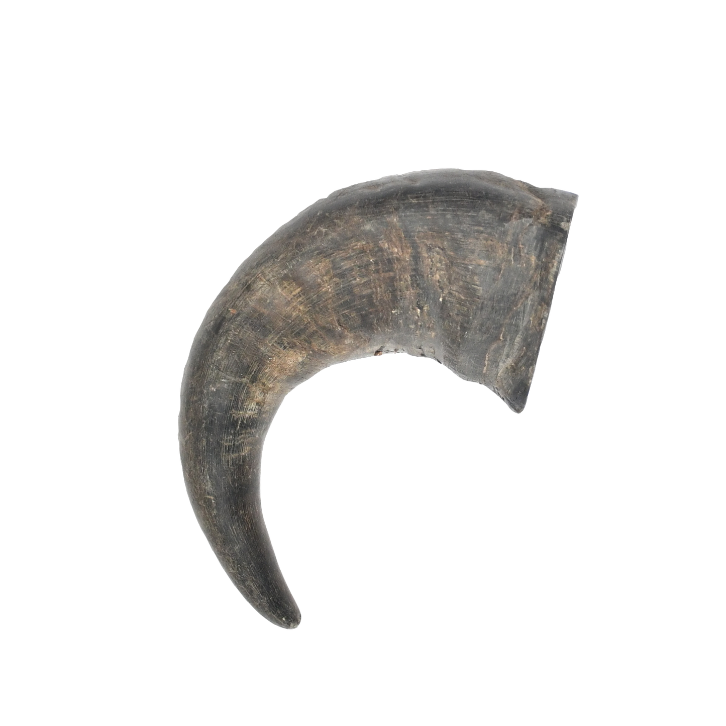 Buffalo Horn Jumbo