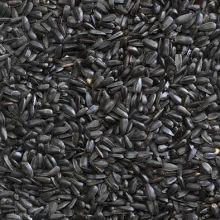 Black Sunflower Seed 20kg - Ormskirk Pets