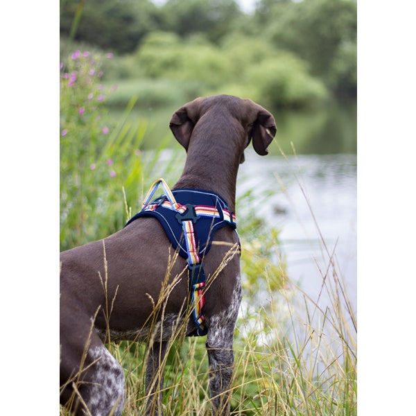 Joules Rainbow Harness