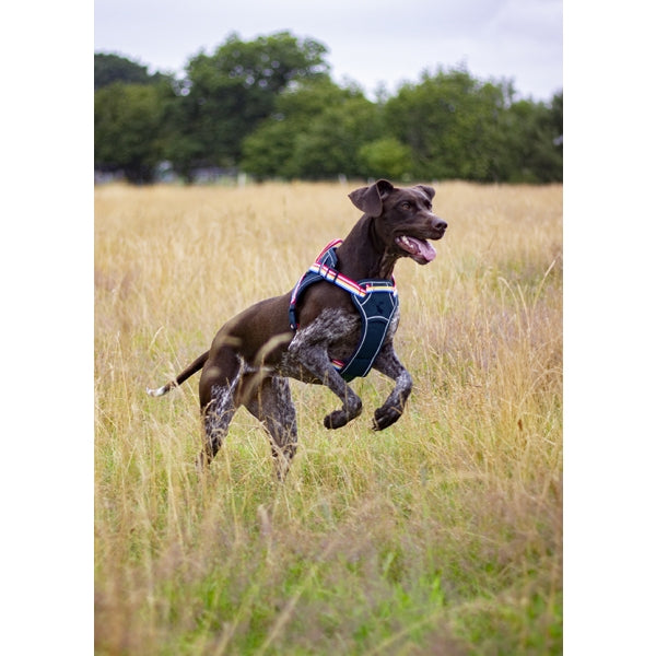 Joules Rainbow Harness