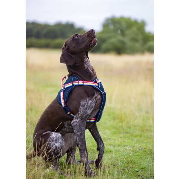 Joules Rainbow Harness