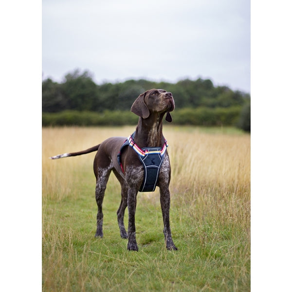 Joules Rainbow Harness