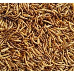 Supa Dried Mealworm 12.55kg - Ormskirk Pets