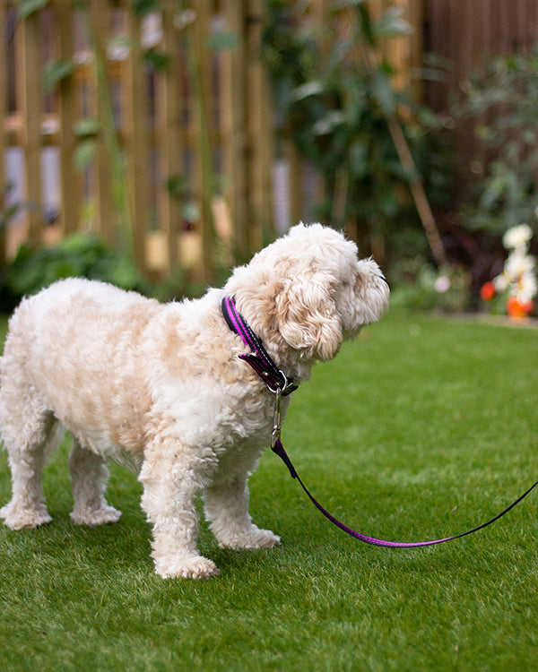 Rosewood Reflective Range Reflective Padded Collar Black