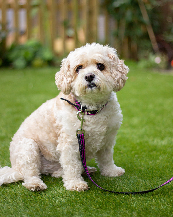 Rosewood Reflective Range Reflective Padded Collar Black