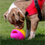 Ancol Large Squeaky Treat Ball