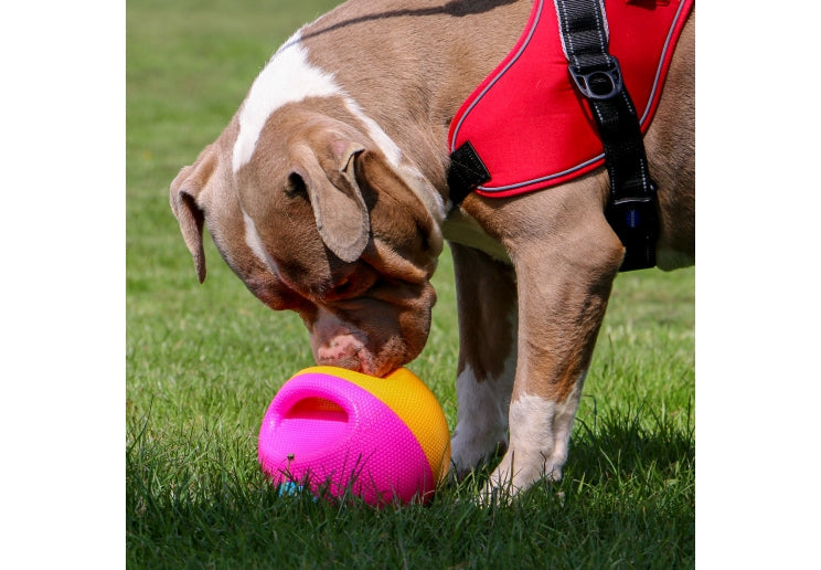 Ancol Large Squeaky Treat Ball