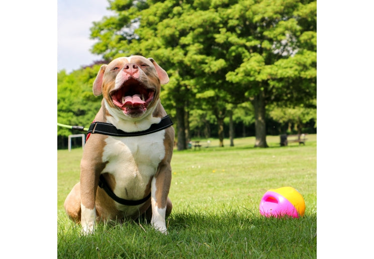 Ancol Large Squeaky Treat Ball