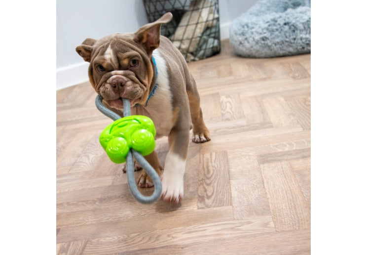 Ancol Small Bite Frog Teether Tugger