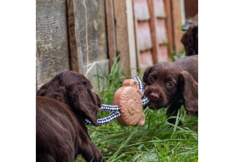 Ancol Small Bite Teddy Teether Tugger