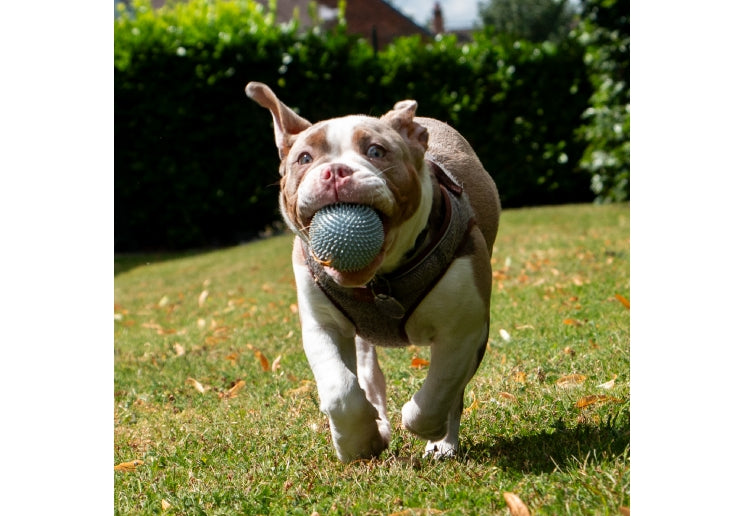 Ancol Small Bite Spikey Pig Ball