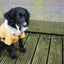 NEW LUXURY Happy Pet Sherpa Winter Coat Ochre Dog Puppy Coat - Ormskirk Pets