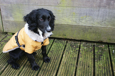 NEW LUXURY Happy Pet Sherpa Winter Coat Ochre Dog Puppy Coat - Ormskirk Pets