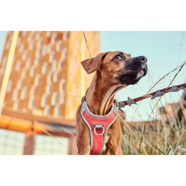 Hurtta Venture No-Pull Harness Buckthorn - Ormskirk Pets