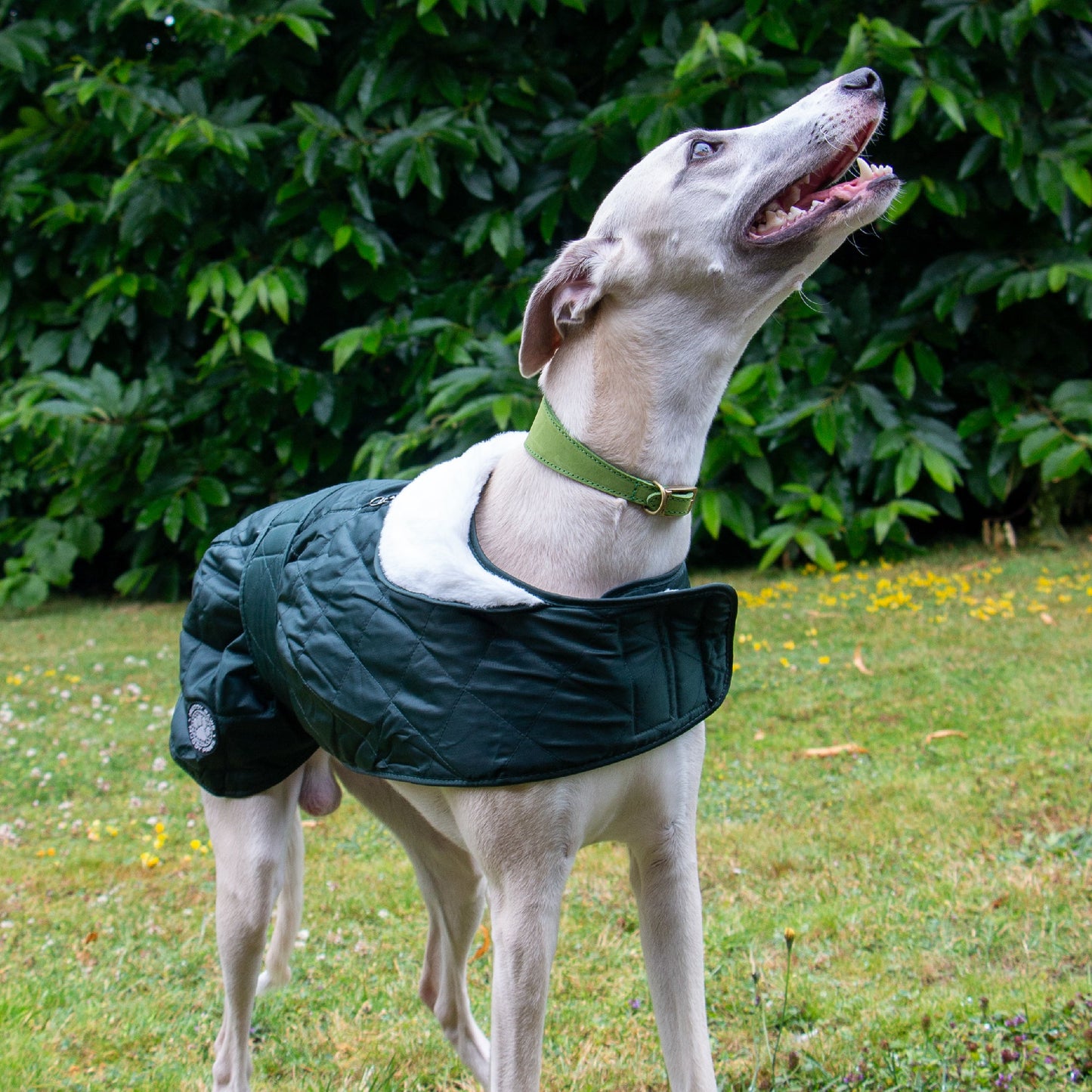 Quilted Hound Coat