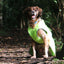 Stormguard Dog Coat Hi-Vis