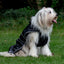 Stormguard Dog Coat Black