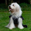 Stormguard Dog Coat Black