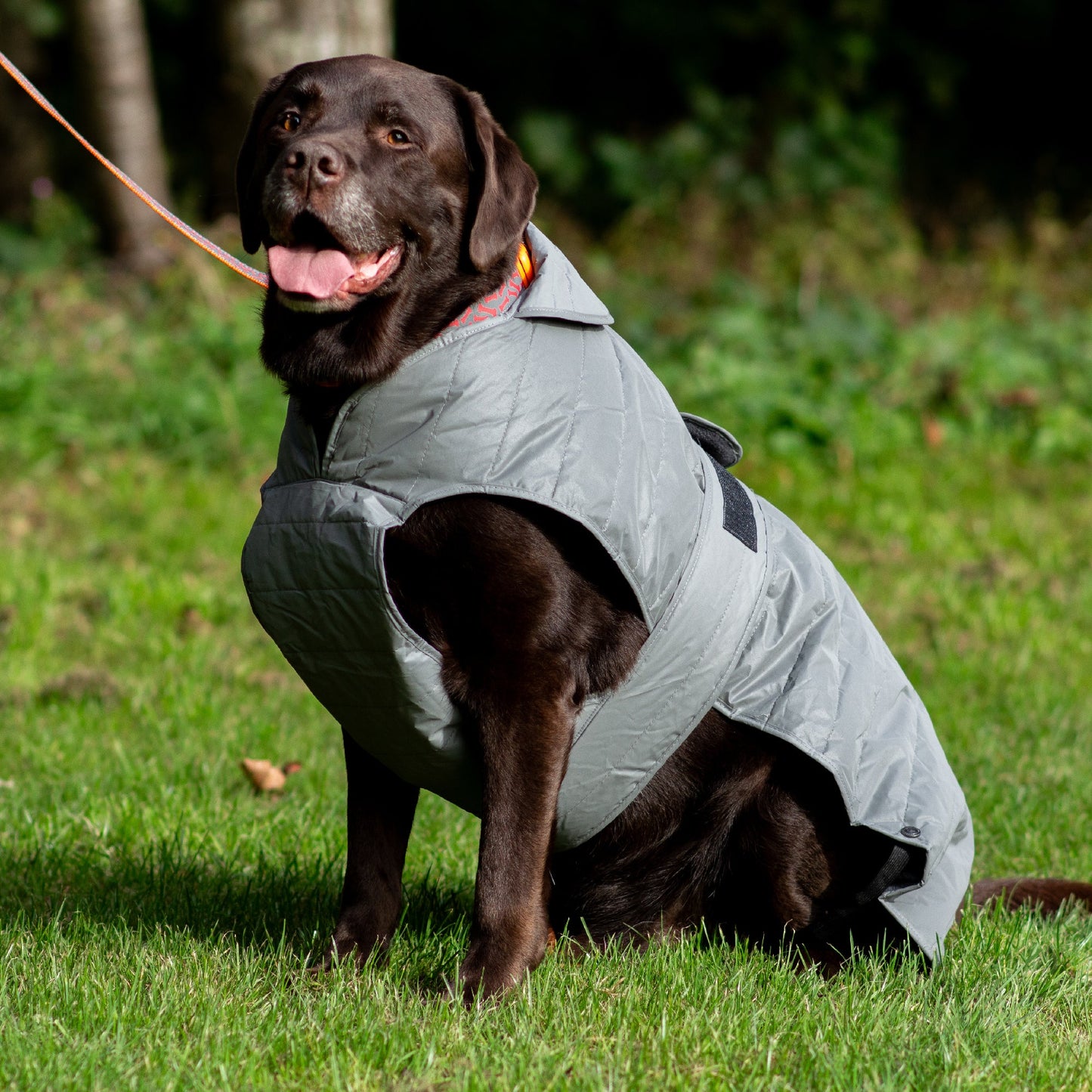 Ultimate Reflective Dog Coat