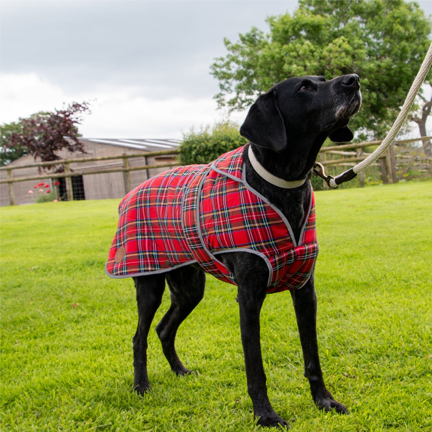 Ancol Heritage Red Tartan Dog Coat Dog Coat